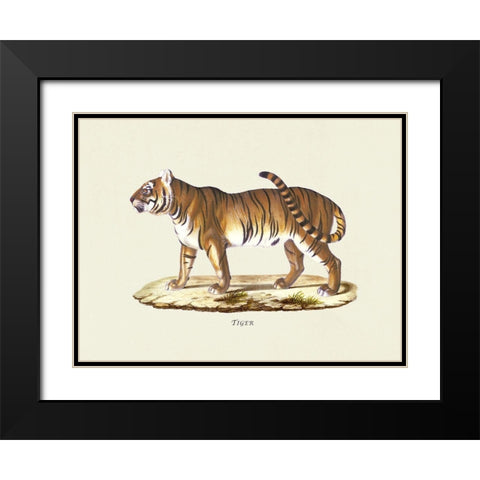 Tiger Black Modern Wood Framed Art Print with Double Matting by Schinz, Heinrich Rudolf