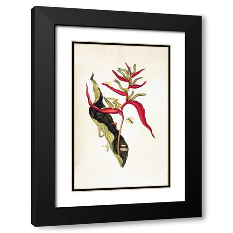 Tropical flower, plate 14 Black Modern Wood Framed Art Print with Double Matting by Merian, Sybilla