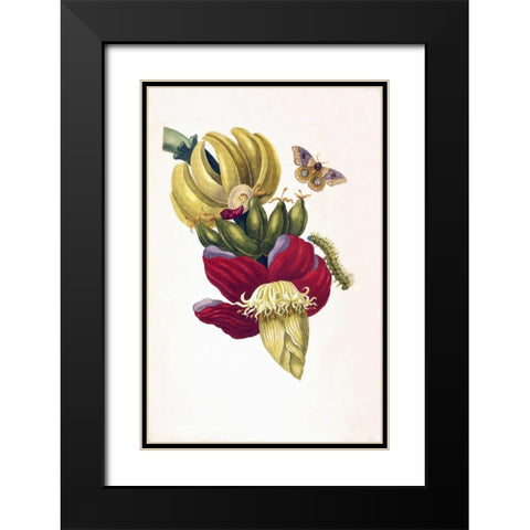 Banana, Butterfly, plate13 Black Modern Wood Framed Art Print with Double Matting by Merian, Sybilla