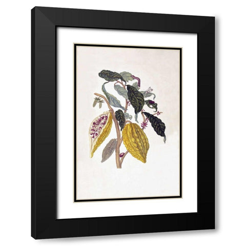 Tropical fruit,Caterpillar,  plate 26 Black Modern Wood Framed Art Print with Double Matting by Merian, Sybilla