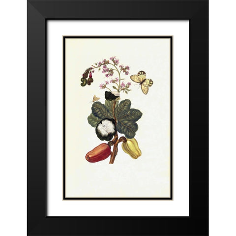 Tropical fruit, Butterfly, plate16 Black Modern Wood Framed Art Print with Double Matting by Merian, Sybilla