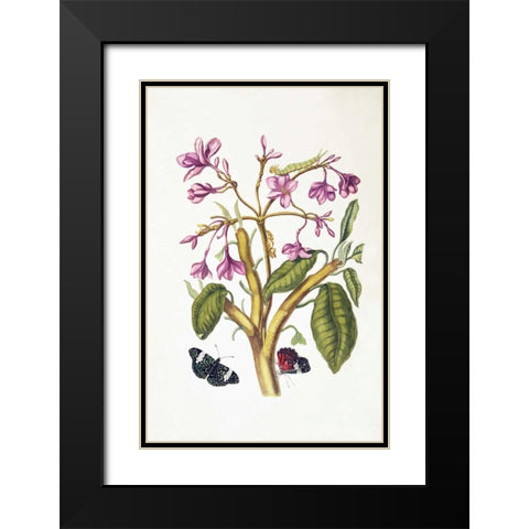 Tropical flower, Butterflies, plate 8 Black Modern Wood Framed Art Print with Double Matting by Merian, Sybilla