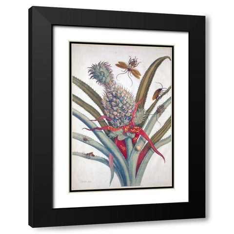 Pineapple, Insects, plate 1 Black Modern Wood Framed Art Print with Double Matting by Merian, Sybilla