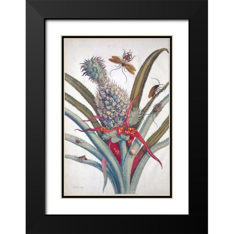 Pineapple, Insects, plate 1 Black Modern Wood Framed Art Print with Double Matting by Merian, Sybilla