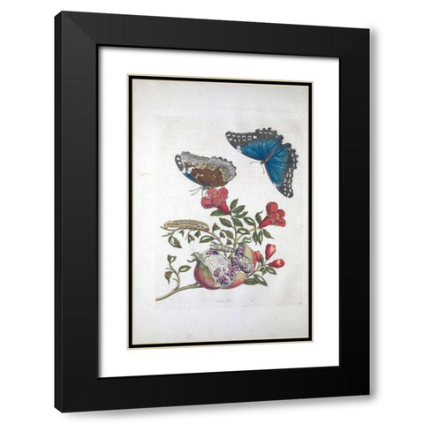 Tropical fruit,Butterflies,  plate 96 Black Modern Wood Framed Art Print with Double Matting by Merian, Sybilla