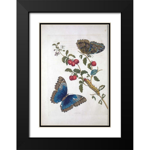 Tropical fruit,Butterflies, plate 2 Black Modern Wood Framed Art Print with Double Matting by Merian, Sybilla