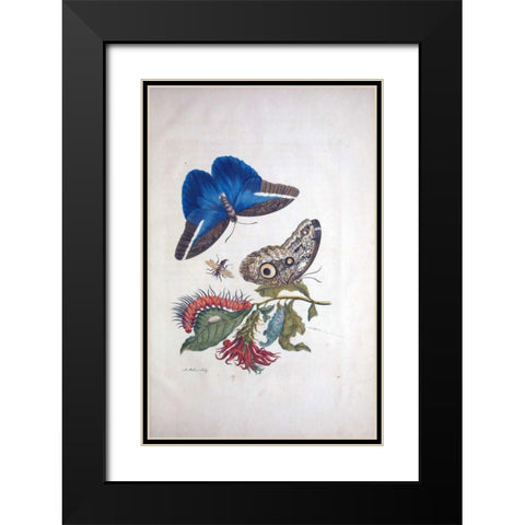 Tropical fruit, Butterflies, plate 3 Black Modern Wood Framed Art Print with Double Matting by Merian, Sybilla
