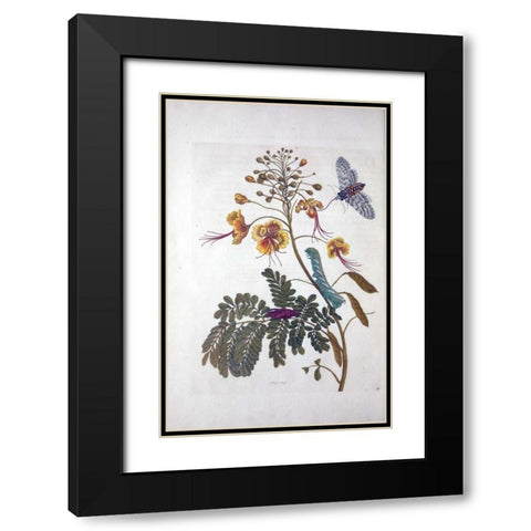 Tropical flower,Butterfly,  plate 45 Black Modern Wood Framed Art Print with Double Matting by Merian, Sybilla
