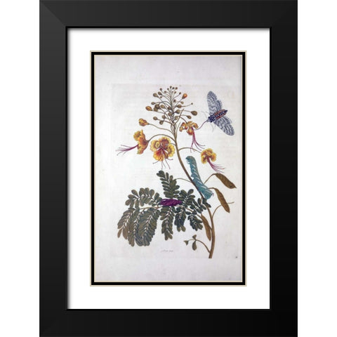Tropical flower,Butterfly,  plate 45 Black Modern Wood Framed Art Print with Double Matting by Merian, Sybilla