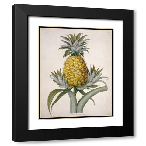 Black Jamaican Pineapple Black Modern Wood Framed Art Print with Double Matting by Hooker, William