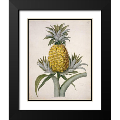 Black Jamaican Pineapple Black Modern Wood Framed Art Print with Double Matting by Hooker, William