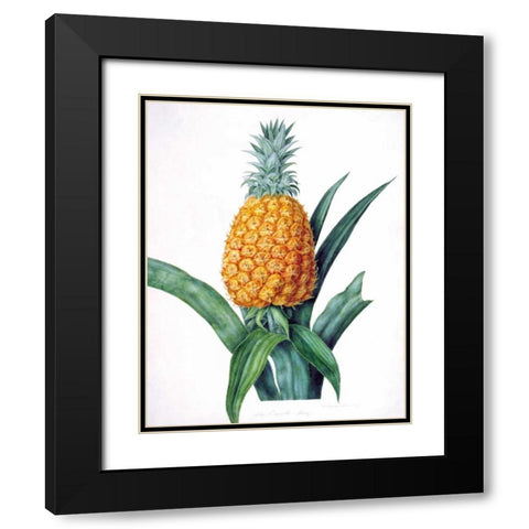 The Enville Pineappe Black Modern Wood Framed Art Print with Double Matting by Hooker, William