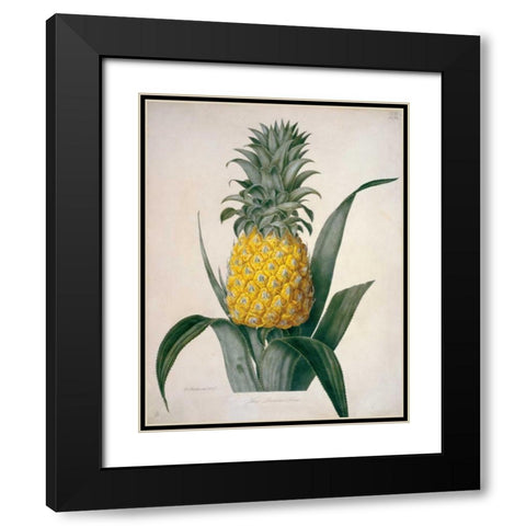The Queen Pineapple Black Modern Wood Framed Art Print with Double Matting by Hooker, William