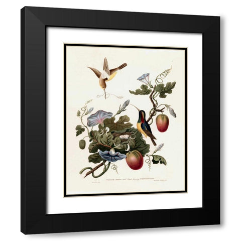 Taylor Birds Black Modern Wood Framed Art Print with Double Matting by Hooker, William