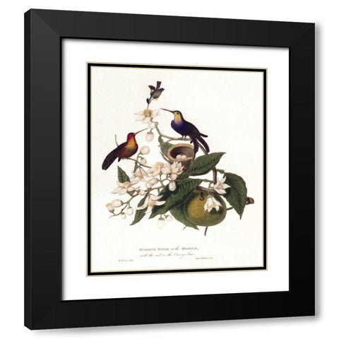 Humming Birds Black Modern Wood Framed Art Print with Double Matting by Hooker, William