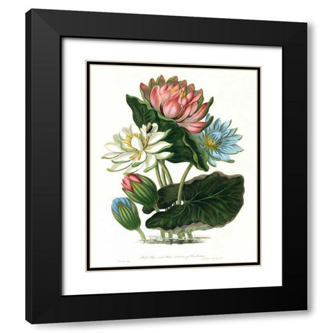 Lotus Black Modern Wood Framed Art Print with Double Matting by Hooker, William