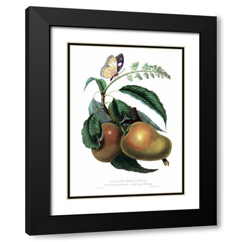 Mango with Butterfly Black Modern Wood Framed Art Print with Double Matting by Hooker, William