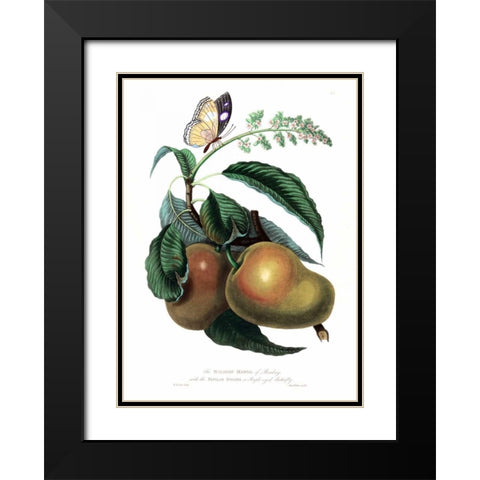 Mango with Butterfly Black Modern Wood Framed Art Print with Double Matting by Hooker, William