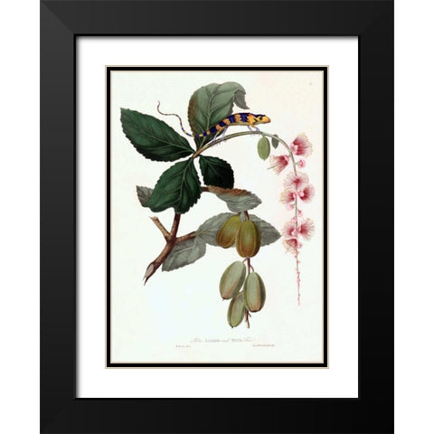 Lizard on Flower Black Modern Wood Framed Art Print with Double Matting by Hooker, William