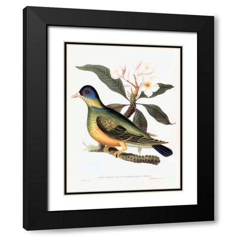 Green Pigeon Black Modern Wood Framed Art Print with Double Matting by Hooker, William