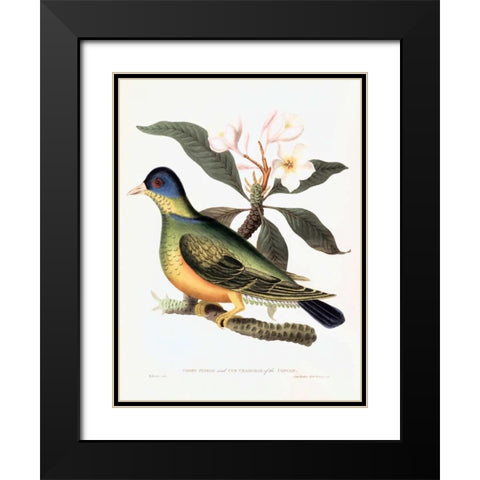 Green Pigeon Black Modern Wood Framed Art Print with Double Matting by Hooker, William