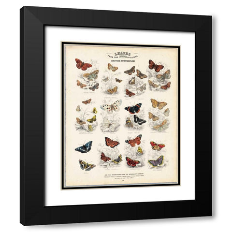 British Butterflies Black Modern Wood Framed Art Print with Double Matting by Lizars, WH
