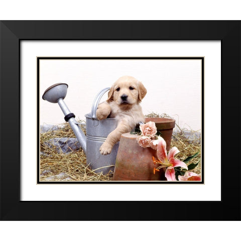 puppies in watering can Black Modern Wood Framed Art Print with Double Matting by Hoenderkamp, Patrick