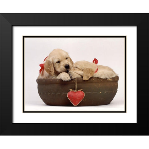 labradors in love Black Modern Wood Framed Art Print with Double Matting by Hoenderkamp, Patrick
