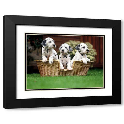dalmatian puppies Black Modern Wood Framed Art Print with Double Matting by Hoenderkamp, Patrick