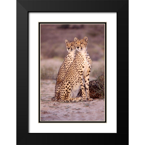 leopard Black Modern Wood Framed Art Print with Double Matting by Hoenderkamp, Patrick