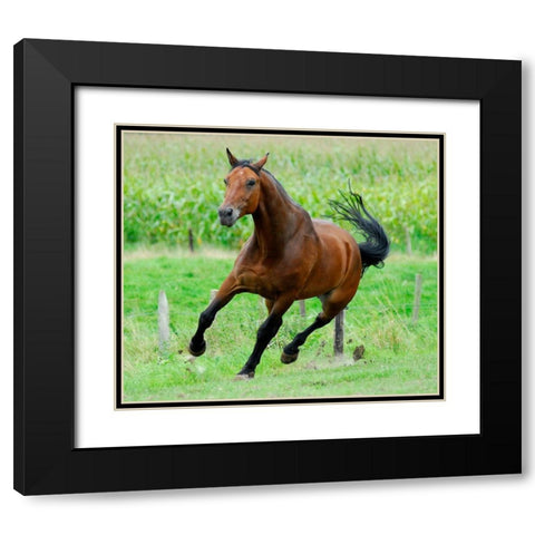Running horse Black Modern Wood Framed Art Print with Double Matting by Hoenderkamp, Patrick