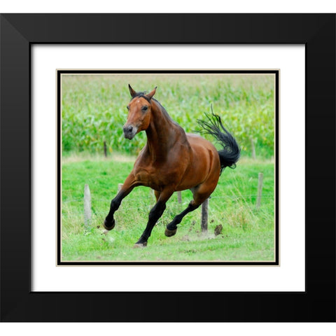 Running horse Black Modern Wood Framed Art Print with Double Matting by Hoenderkamp, Patrick