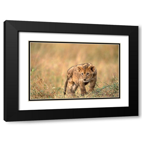 lion pup Black Modern Wood Framed Art Print with Double Matting by Hoenderkamp, Patrick
