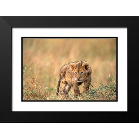 lion pup Black Modern Wood Framed Art Print with Double Matting by Hoenderkamp, Patrick