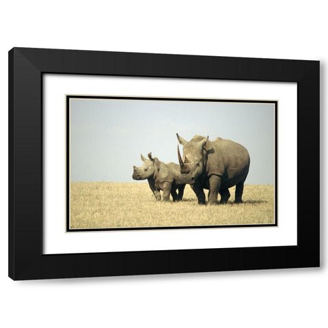 Rhino family Black Modern Wood Framed Art Print with Double Matting by Hoenderkamp, Patrick