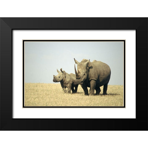 Rhino family Black Modern Wood Framed Art Print with Double Matting by Hoenderkamp, Patrick