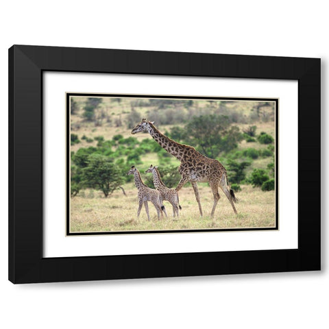 Giraffe family Black Modern Wood Framed Art Print with Double Matting by Hoenderkamp, Patrick