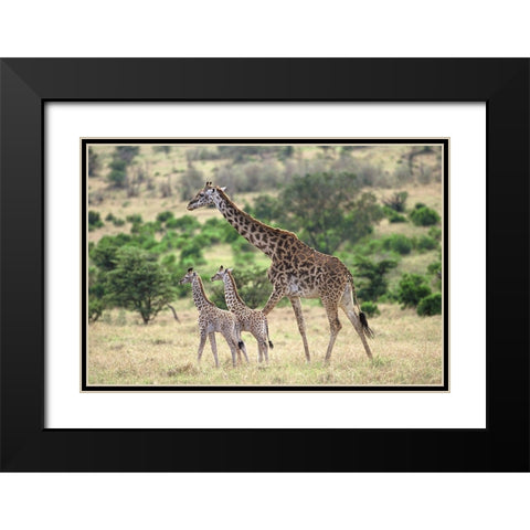 Giraffe family Black Modern Wood Framed Art Print with Double Matting by Hoenderkamp, Patrick