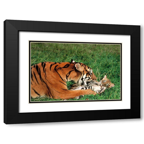 Mother tiger Black Modern Wood Framed Art Print with Double Matting by Hoenderkamp, Patrick
