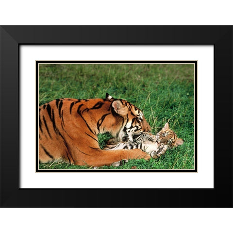 Mother tiger Black Modern Wood Framed Art Print with Double Matting by Hoenderkamp, Patrick