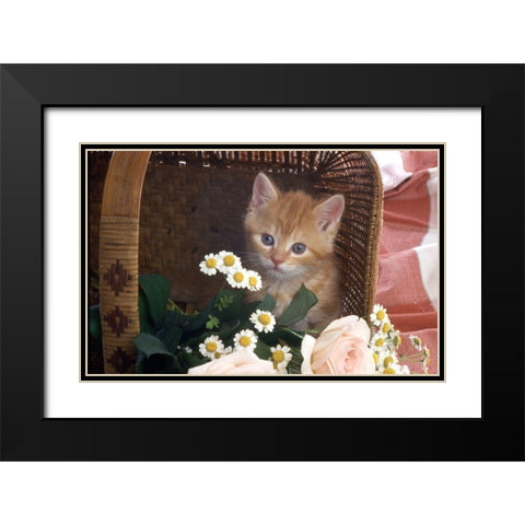 Cat in basket Black Modern Wood Framed Art Print with Double Matting by Hoenderkamp, Patrick