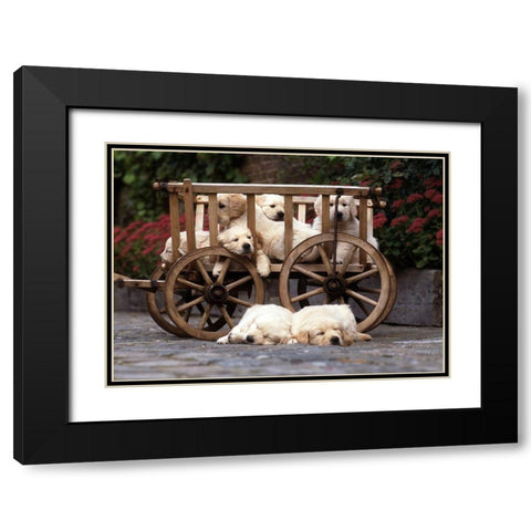 lazy labradors Black Modern Wood Framed Art Print with Double Matting by Hoenderkamp, Patrick
