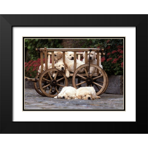 lazy labradors Black Modern Wood Framed Art Print with Double Matting by Hoenderkamp, Patrick