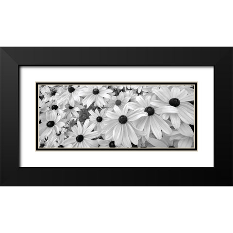 Black Eyed Susans Black Modern Wood Framed Art Print with Double Matting by Frates, Dennis
