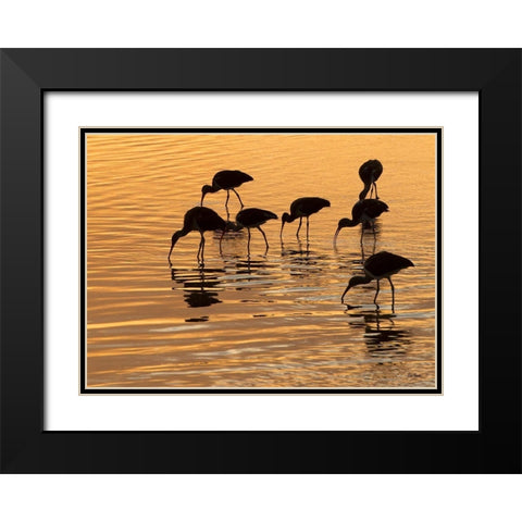Ibis Sunset Black Modern Wood Framed Art Print with Double Matting by Turek, Eve