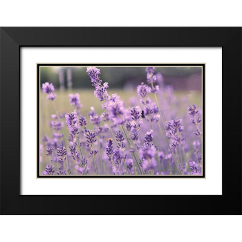 French Lavender Field Black Modern Wood Framed Art Print with Double Matting by Tillmanns, C.