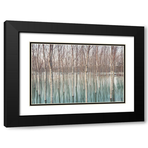 White Birches in the River  Black Modern Wood Framed Art Print with Double Matting by Ricordi, Andrea G.