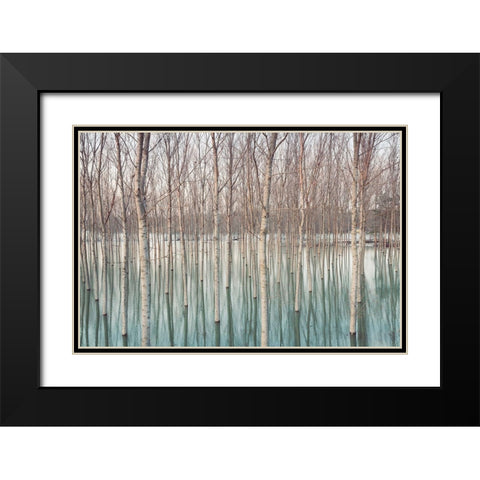 White Birches in the River  Black Modern Wood Framed Art Print with Double Matting by Ricordi, Andrea G.