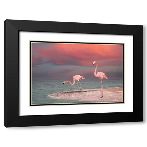 Pink Flamingos Black Modern Wood Framed Art Print with Double Matting by Sazonov, Vladmir