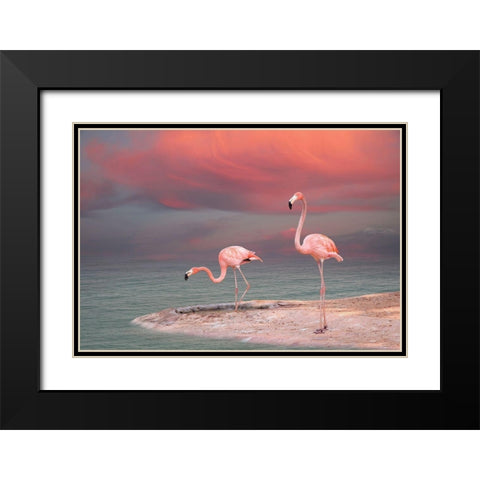 Pink Flamingos Black Modern Wood Framed Art Print with Double Matting by Sazonov, Vladmir